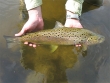 Starke Bachforelle